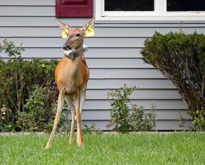 Deer movement studies provide insight into CWD management News